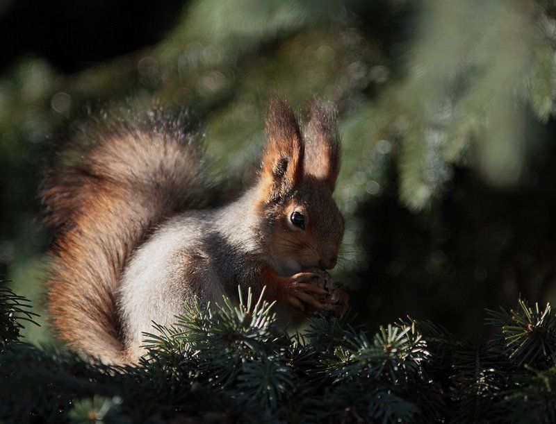 С какой-бы стороны начать? фото превью