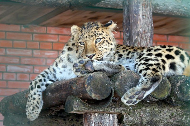 Отдыхающая леопардиха фото превью