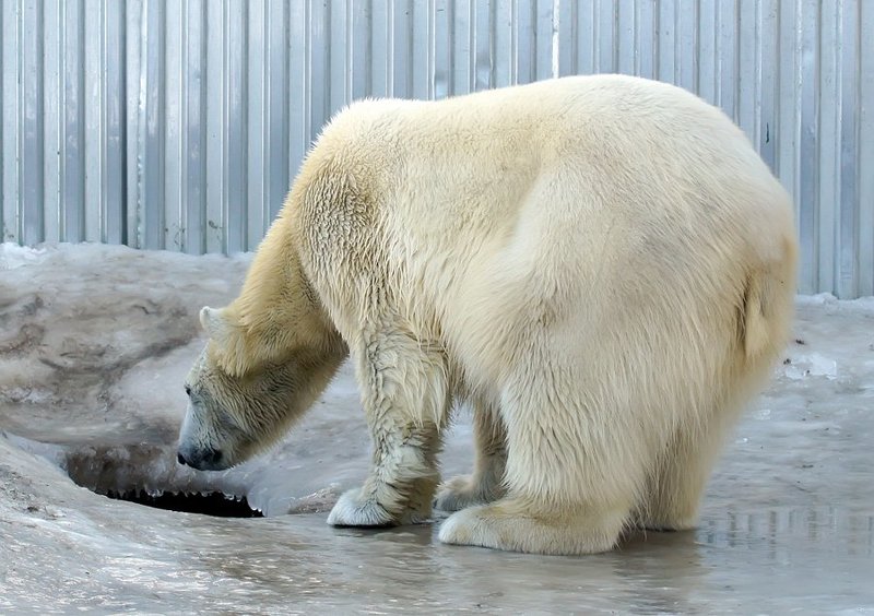 Эй, рыбка, а третье желание? фото превью
