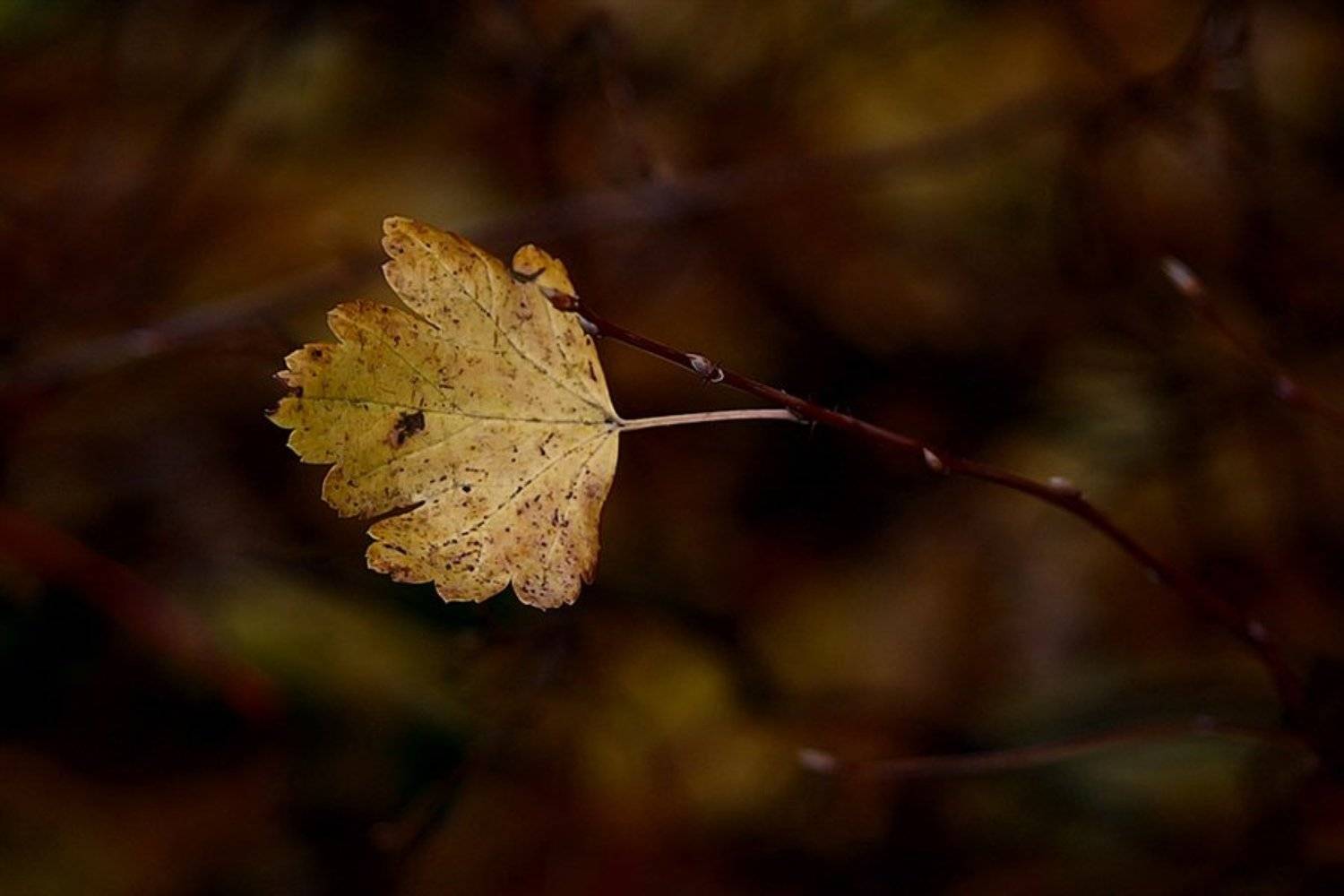 осень, листик, последний, nadyk