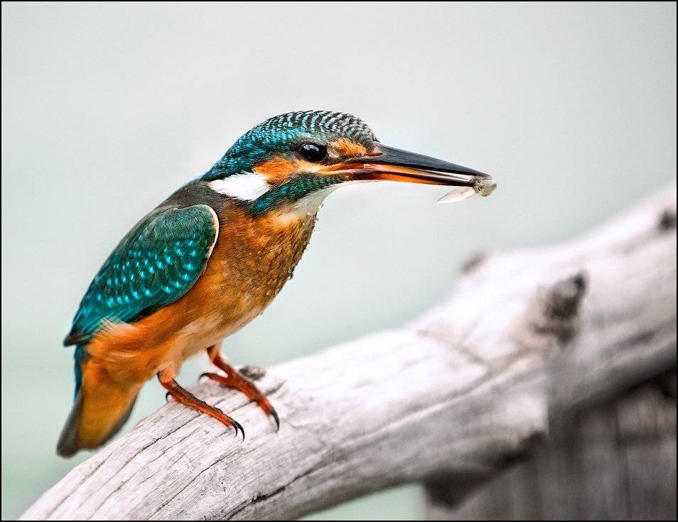 зимородок,птицы, Vladimir