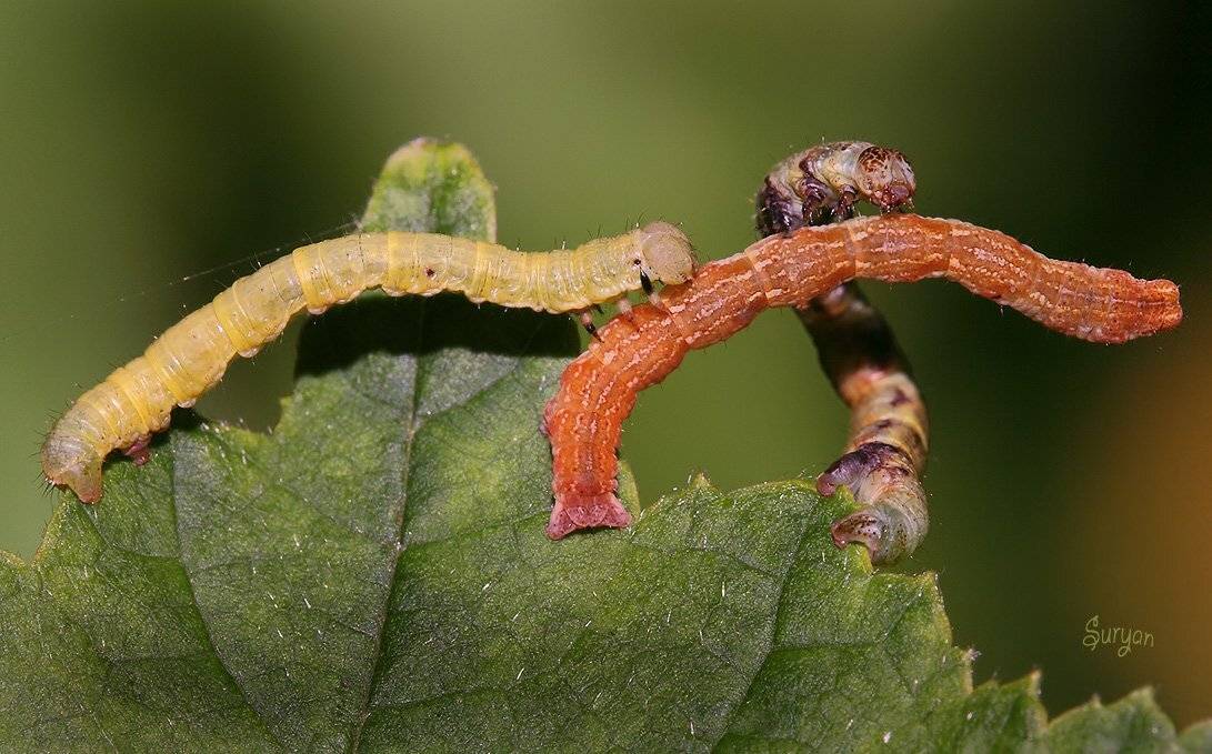 лето, трава, гусенички, Олег Сурьянинов
