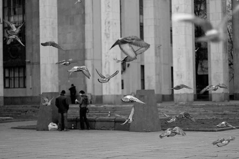 голуби, библиотека ленина, полет Момент фото превью