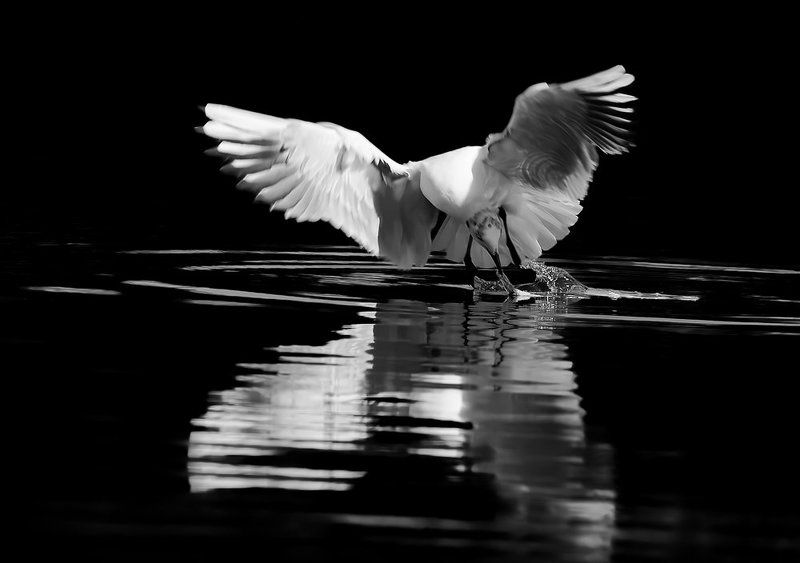 озерная, чайка, larus, ridibundus Обыкновенная чайка фото превью