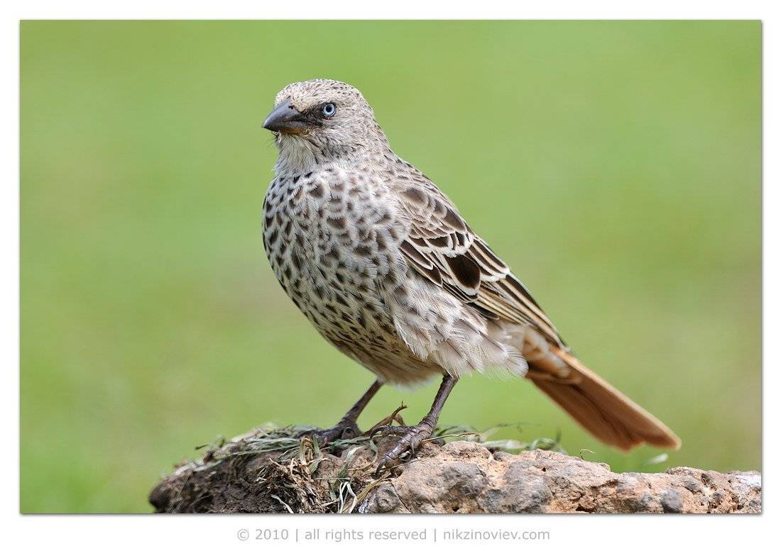 rufous-tailed, weaver, histurgops, ruficauda, птица, ткач, дикие, птицы, танзания, африка, Николай Зиновьев