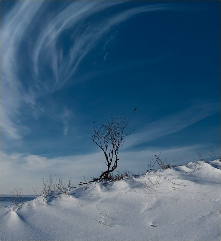 Тянуться к небу................ фото превью