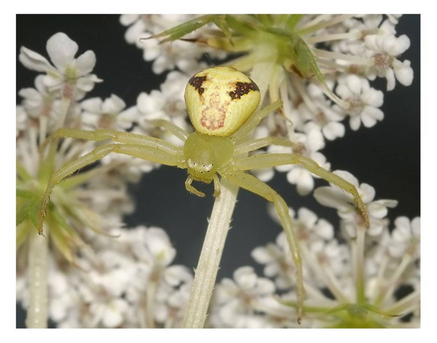 паук-краб, бокоход, thomisidae, Юрий Охлопков