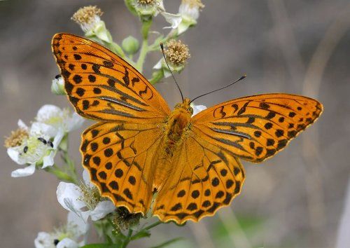 Перламутровка большая лесная (Argynnis paphia)