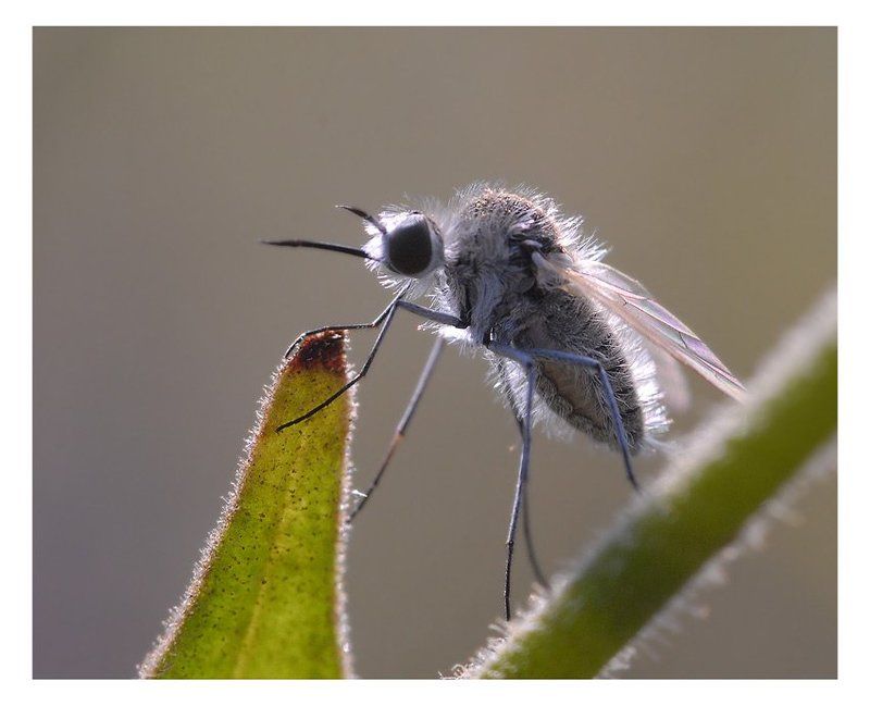bombyliidae, geron, diptera Утро на мысе Айя фото превью