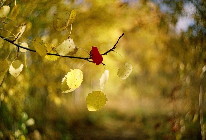 Осенний ветерок фото превью