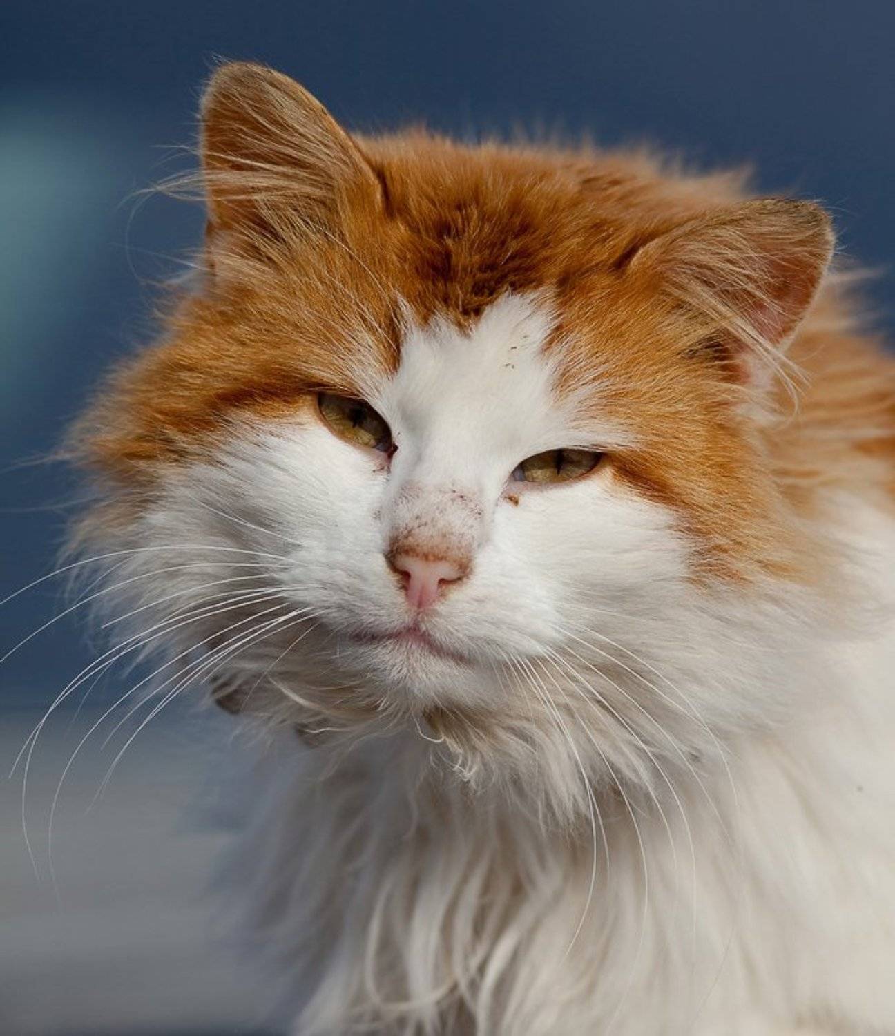 кот, март, Юлия