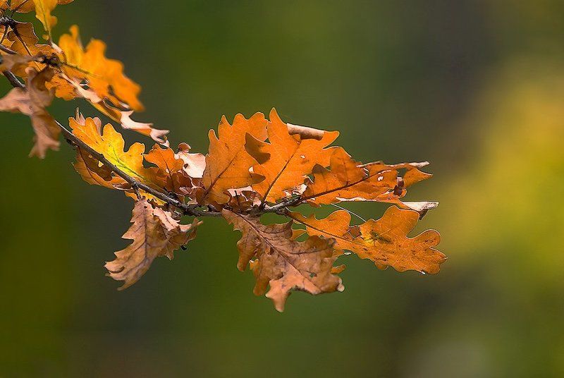 открытка из осени фото превью