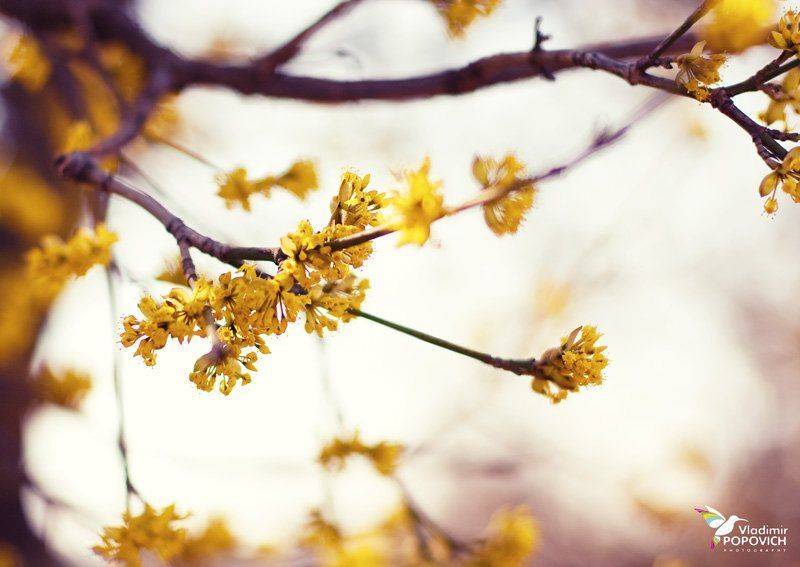 крым, Владимир