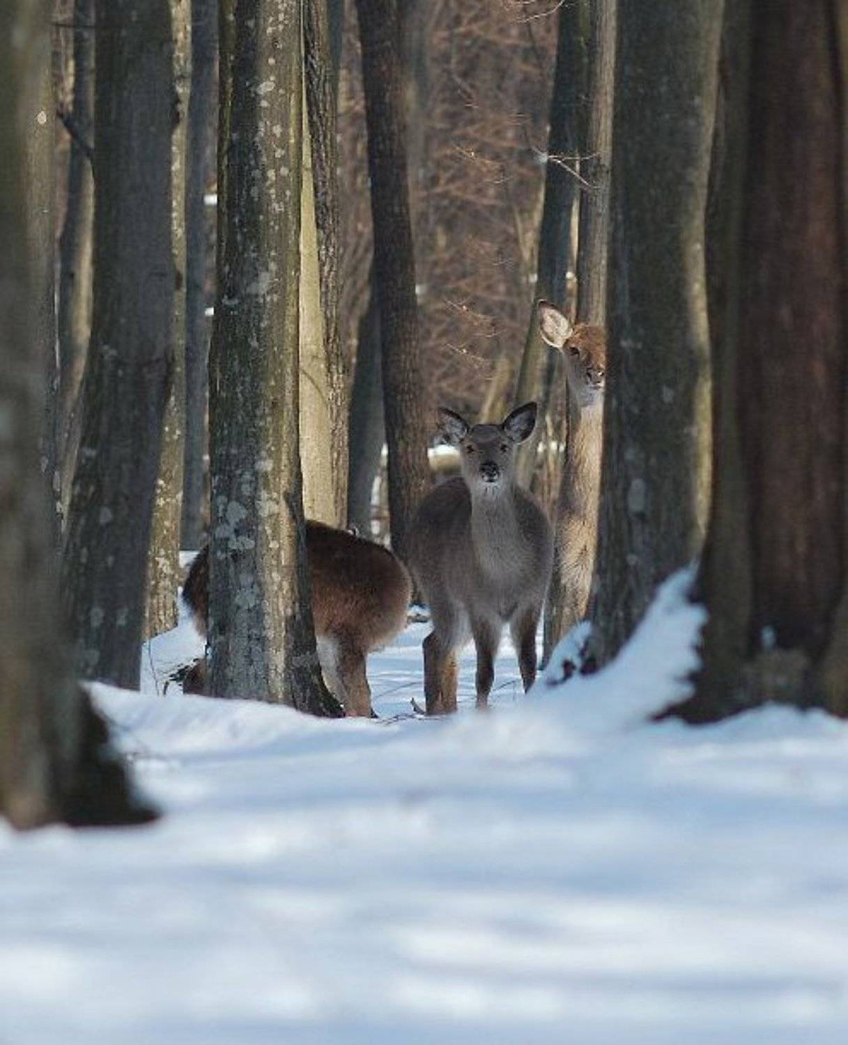 cervus, elaphus, mikedrebet