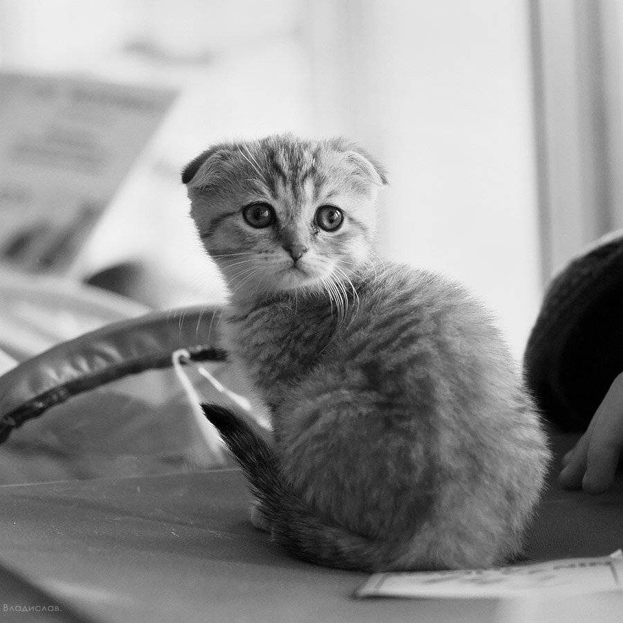 , Владислав.