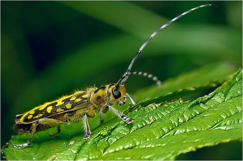 Гусар фото превью