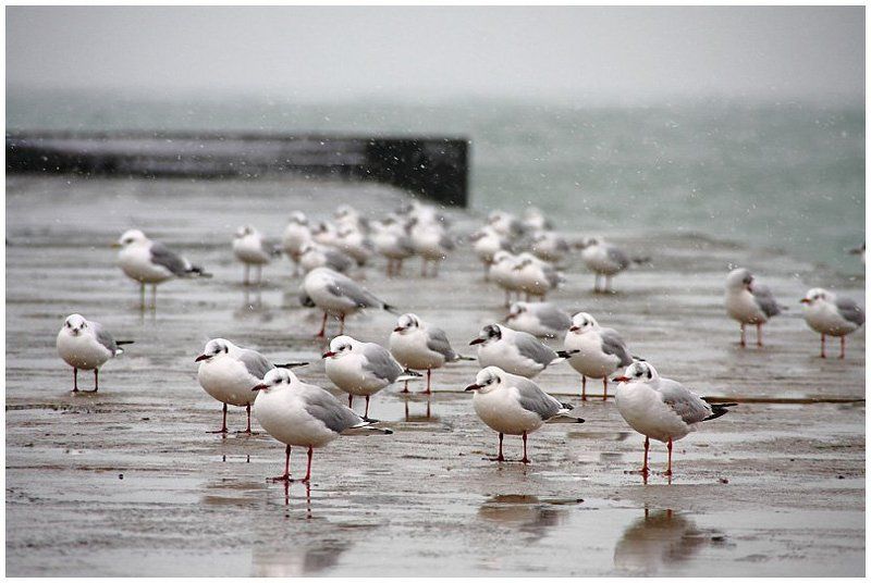 чайки, море, снег Нелетная погода фото превью