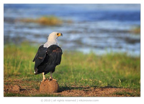 Птица на шаре