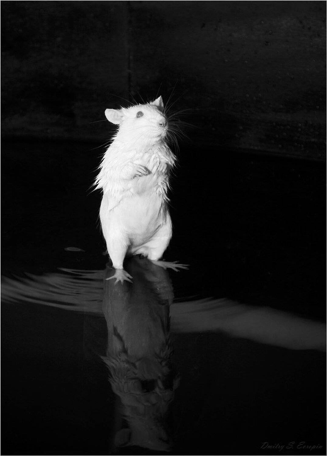 лабораторная крыса, исследования, эксперимент, память, Дмитрий Европин