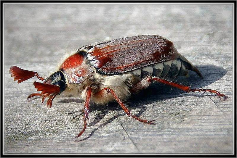 макро, майский жук  фото превью