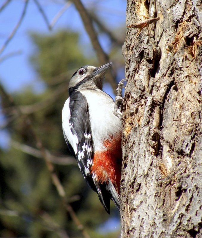 дятел Портрет дятла фото превью