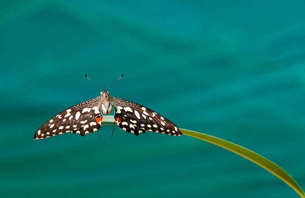 макро, бабочка, Александр Аседач
