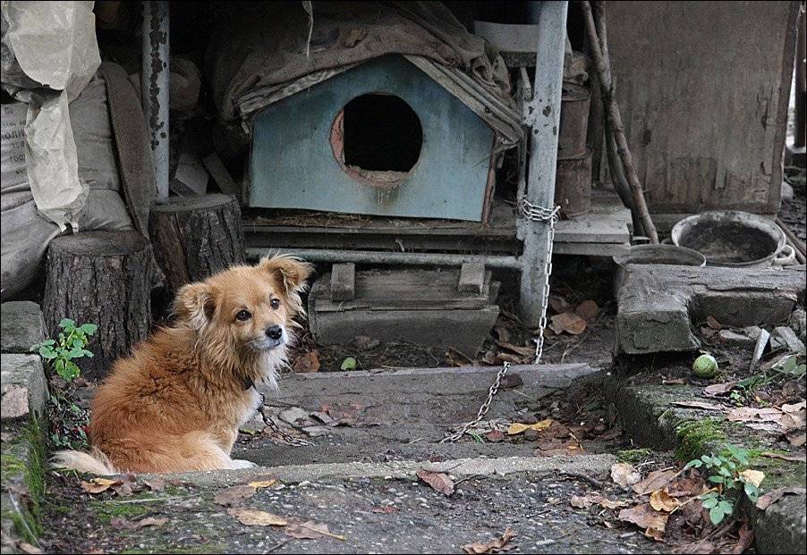 , Тарасов Алексей