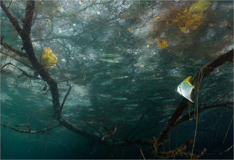 Осенняя пурга фото превью