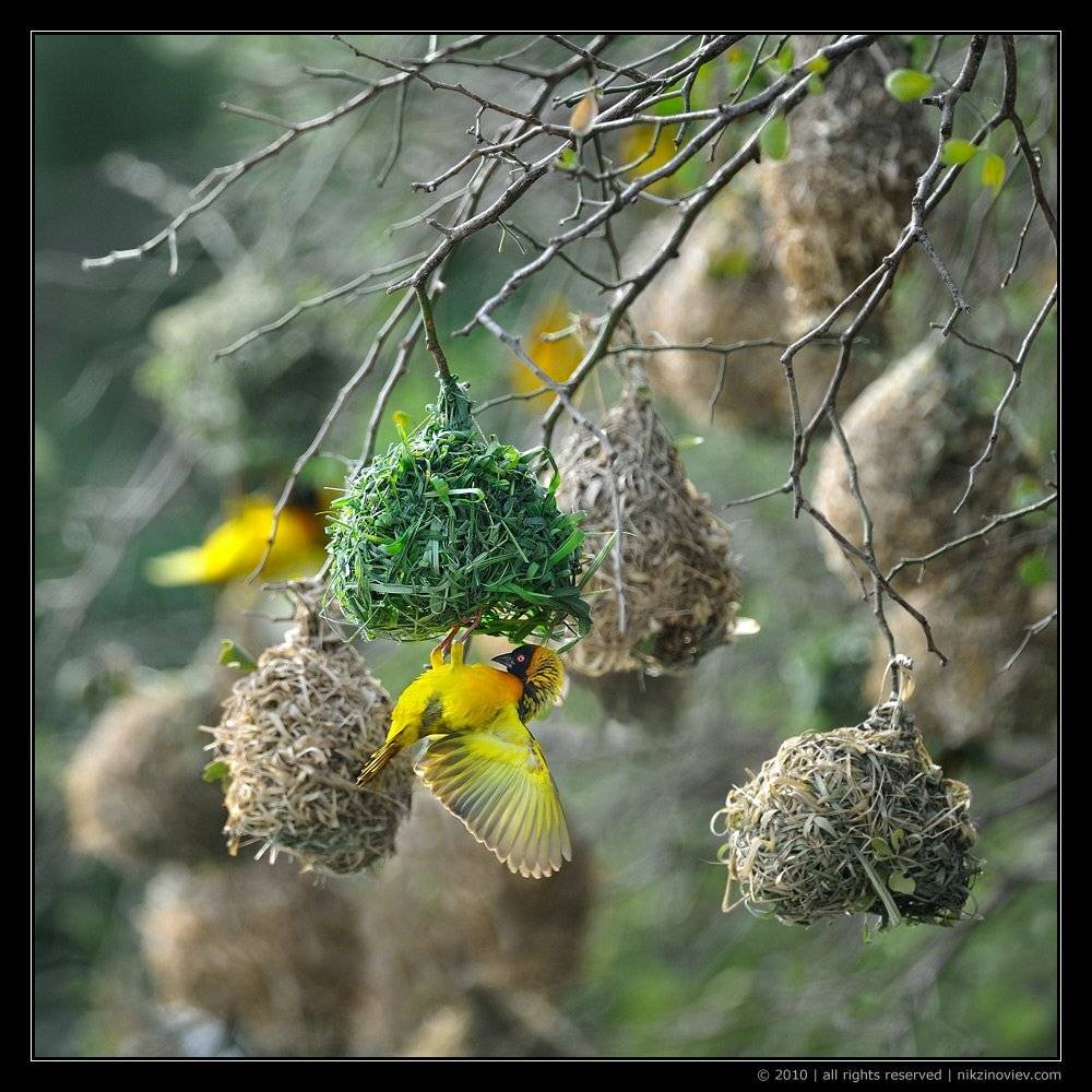 ткач, птица, дикие животные, тарангире, танзания, Николай Зиновьев