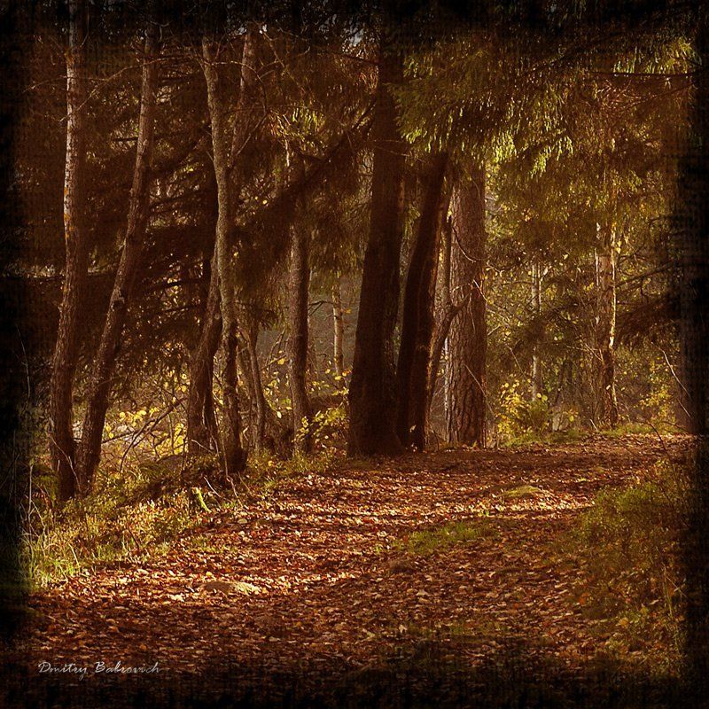 под, выборгом forest фото превью