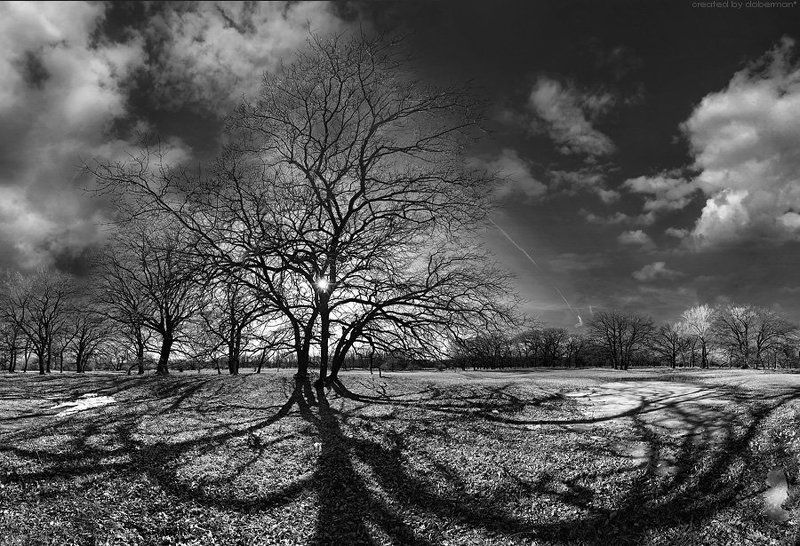 Когда деревья были большими фото превью