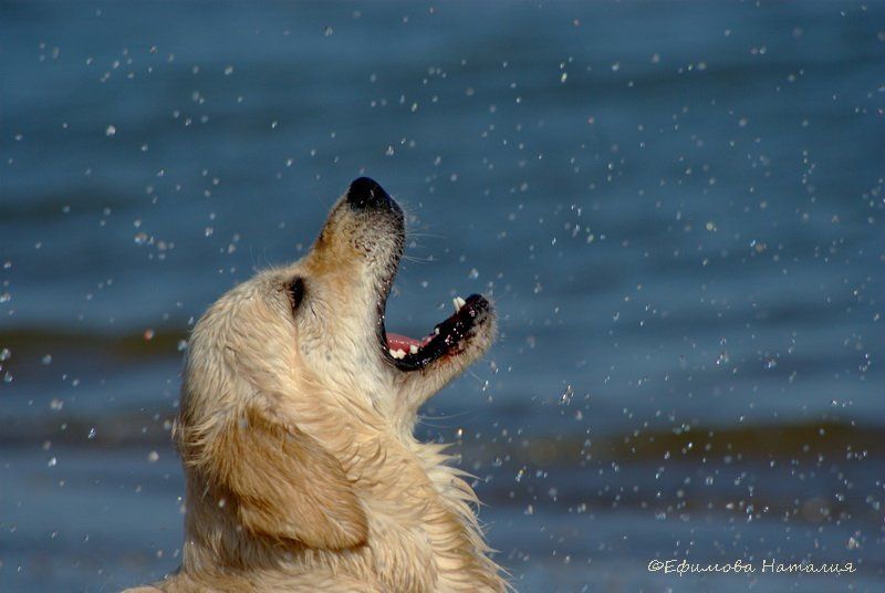 собака, лабрадор Звездопад фото превью