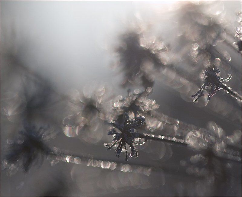 в поисках солнца фото превью