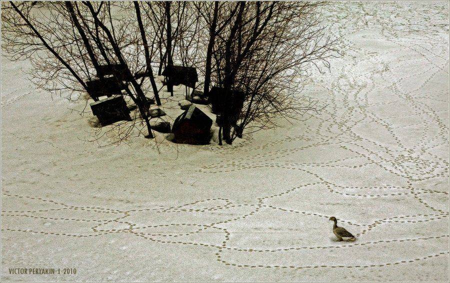 гусь, следы, домики, пруд, зоопарк, Виктор Перякин