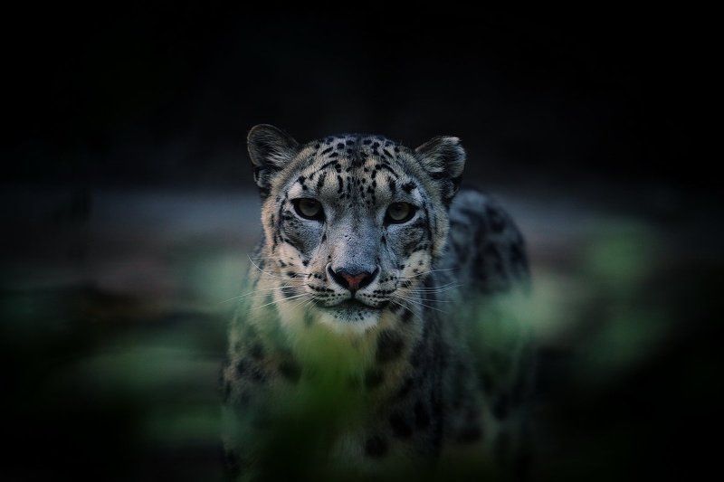 Ghost фото превью