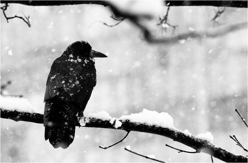 падал прошлогодний снег фото превью