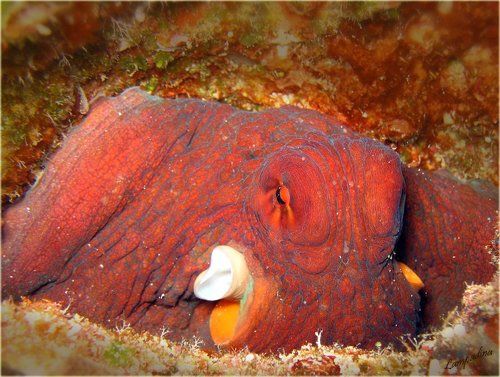 Портрет осьминога, дубль 1(единственный)