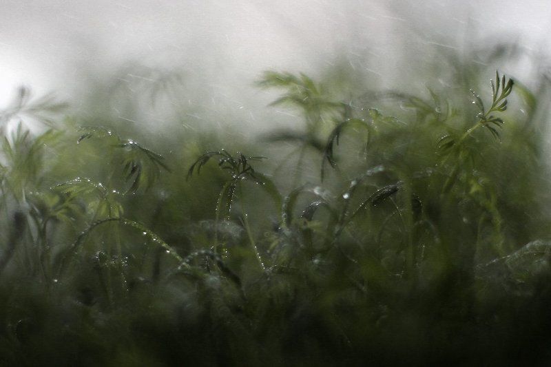 Тропический ливень локального масштаба,  место событий -  ящик с рассадой фото превью