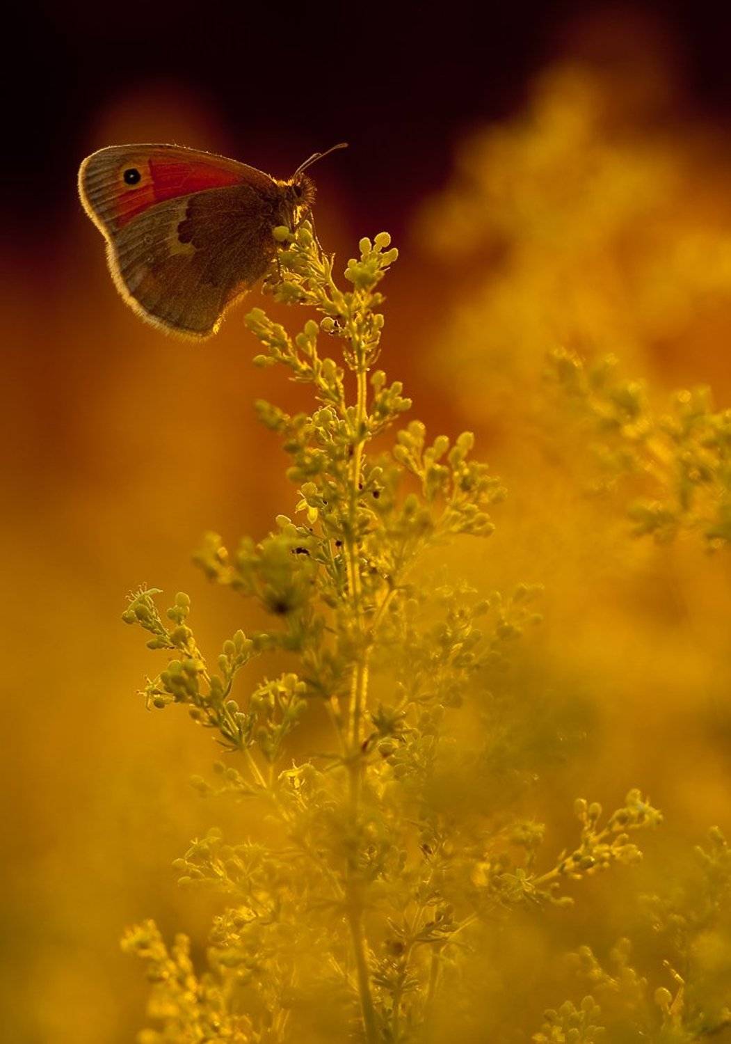 бабочка, вечер, Юлия