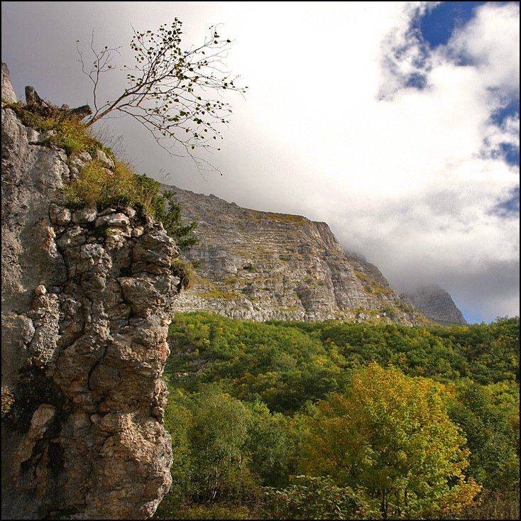 дерево, свет, фишт, Тарасов Алексей