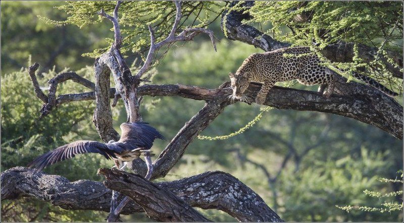 Про леопарда фото превью