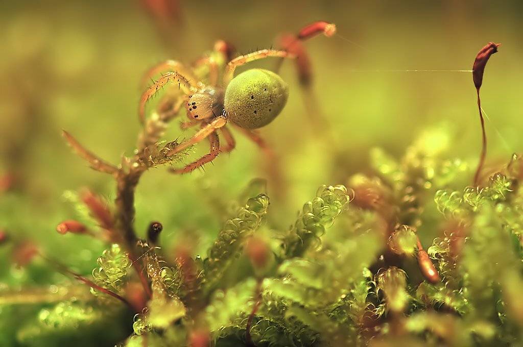 , Алёна Шевцова