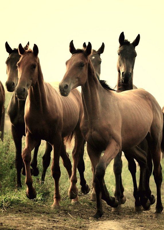 Бег фото превью