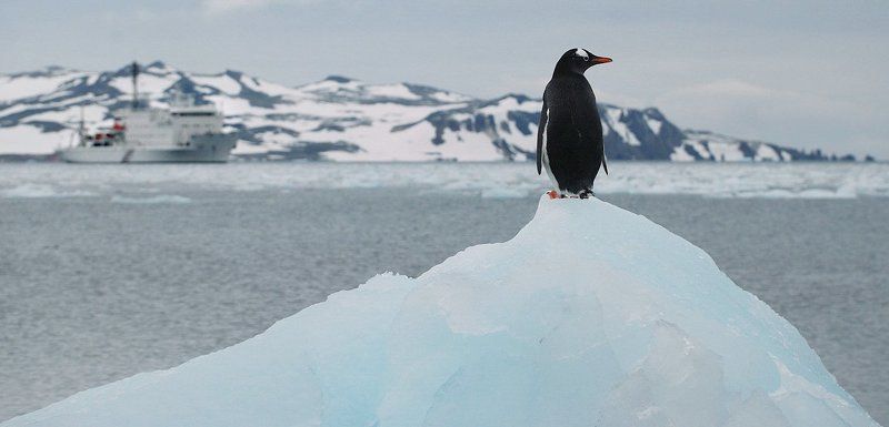 пингвин, антарктика, беллинсгаузен, В Дозоре фото превью
