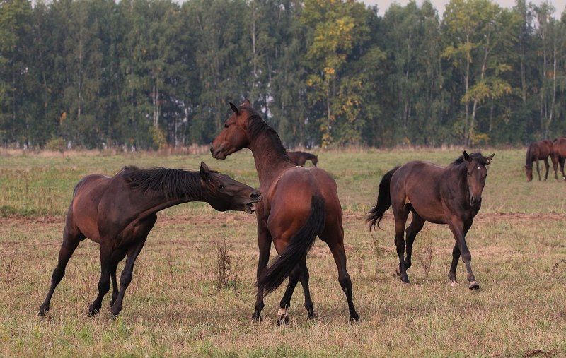 Игры тракенов фото превью
