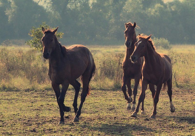 Тракены фото превью