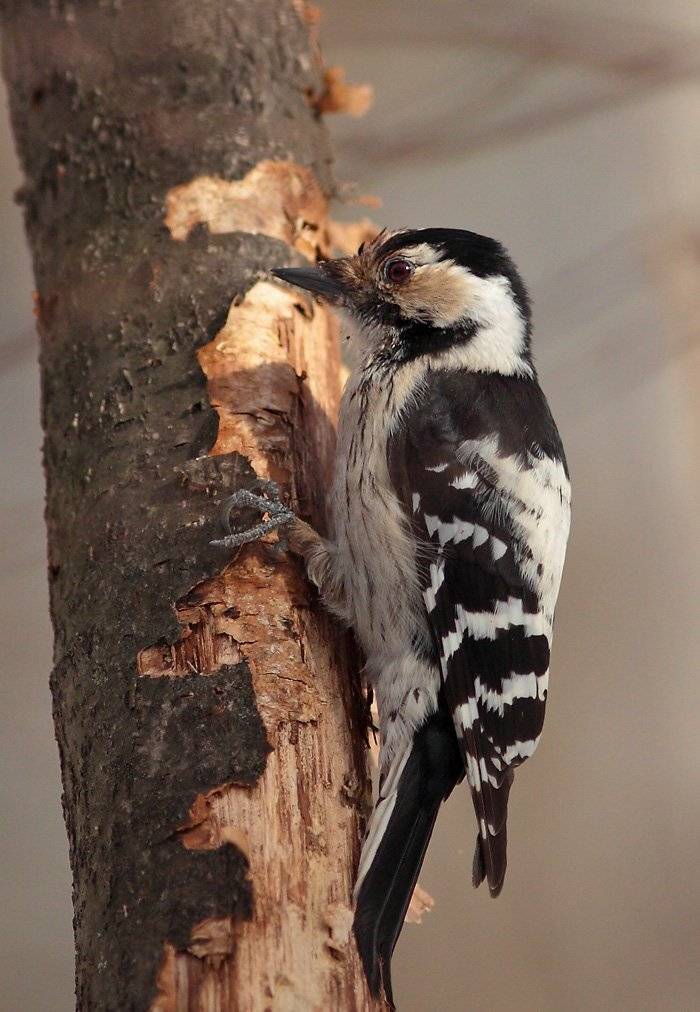 , Сергей Дорохин