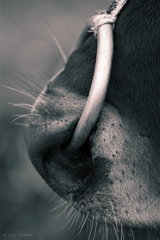 Табу фото превью