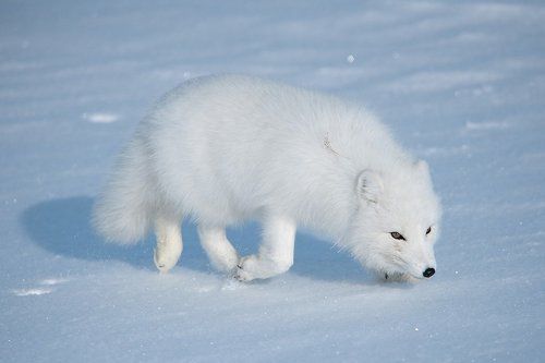 Arctic fox