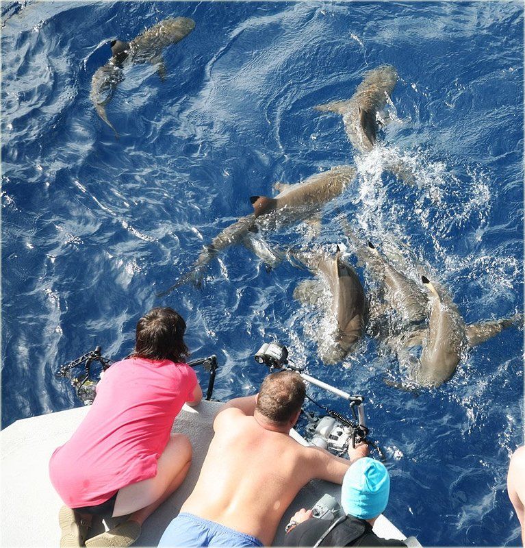 микронезия, палау, блю корнер, виноградов, медведева, носова, акулы О том, как они рубят нетленку)))) фото превью